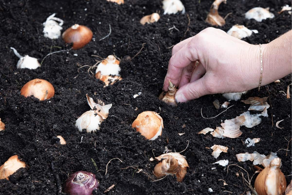 How to Plant Fall Bulbs? Best Flowering Bulbs