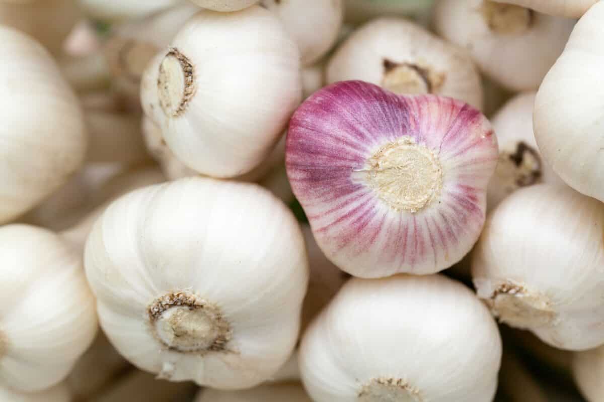 How to Plant Garlic Successfully in The Fall Season