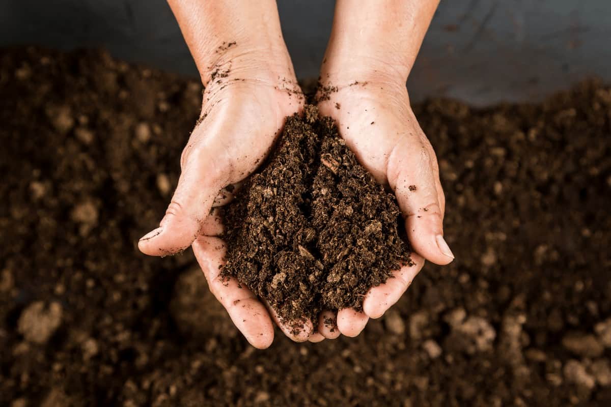 The Best Soil for Growing Green Beans