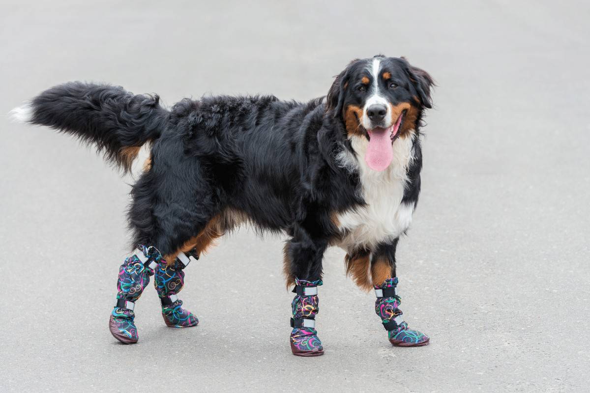 Can You Get Hiking Boots for Dogs? Best for 2023