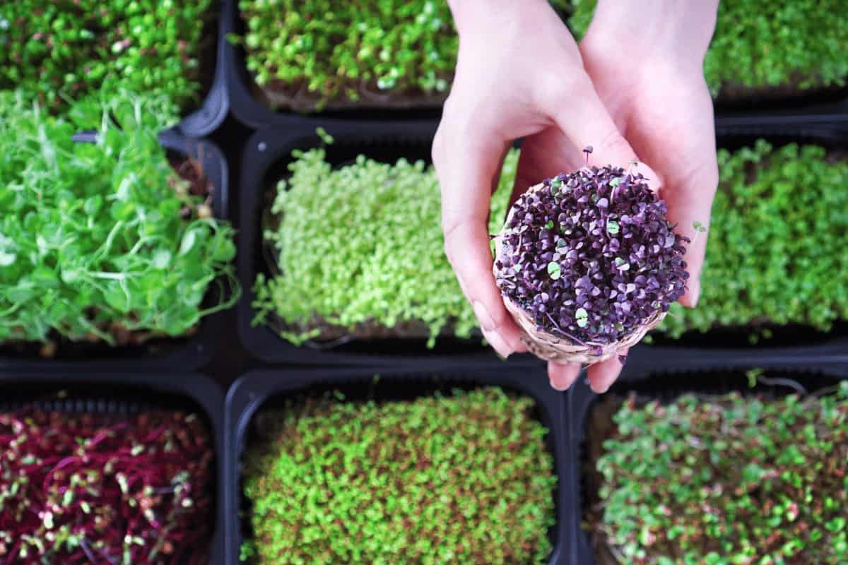 Assortment of Micro-greens