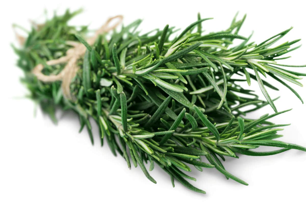 Rosemary