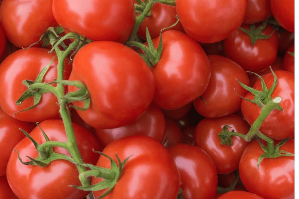 tomatoes