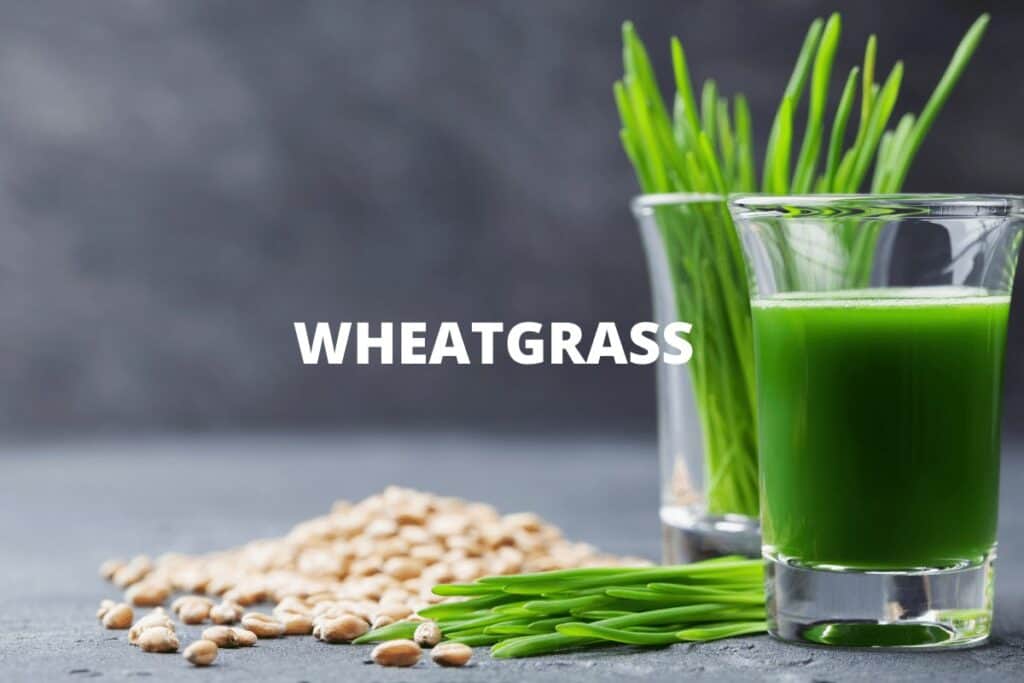 Wheat Grass