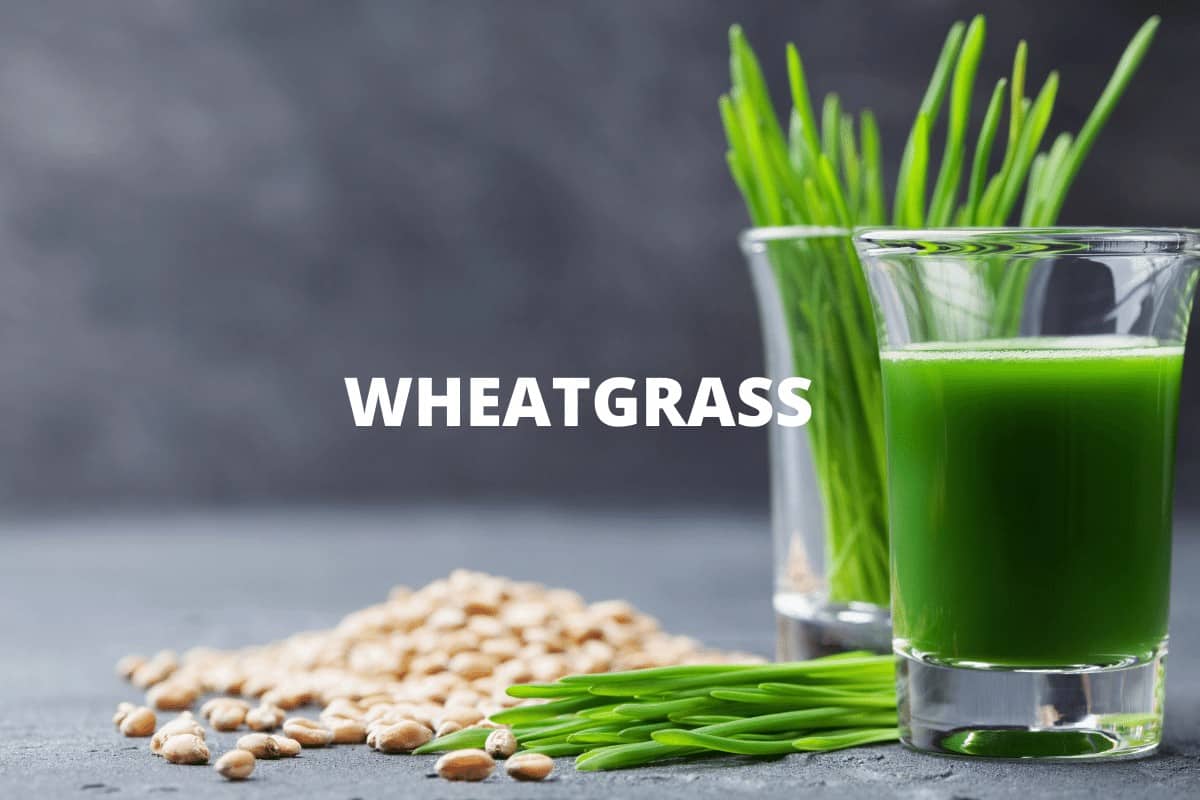 Wheatgrass