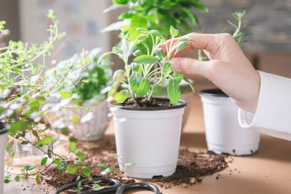 Potted Herbs