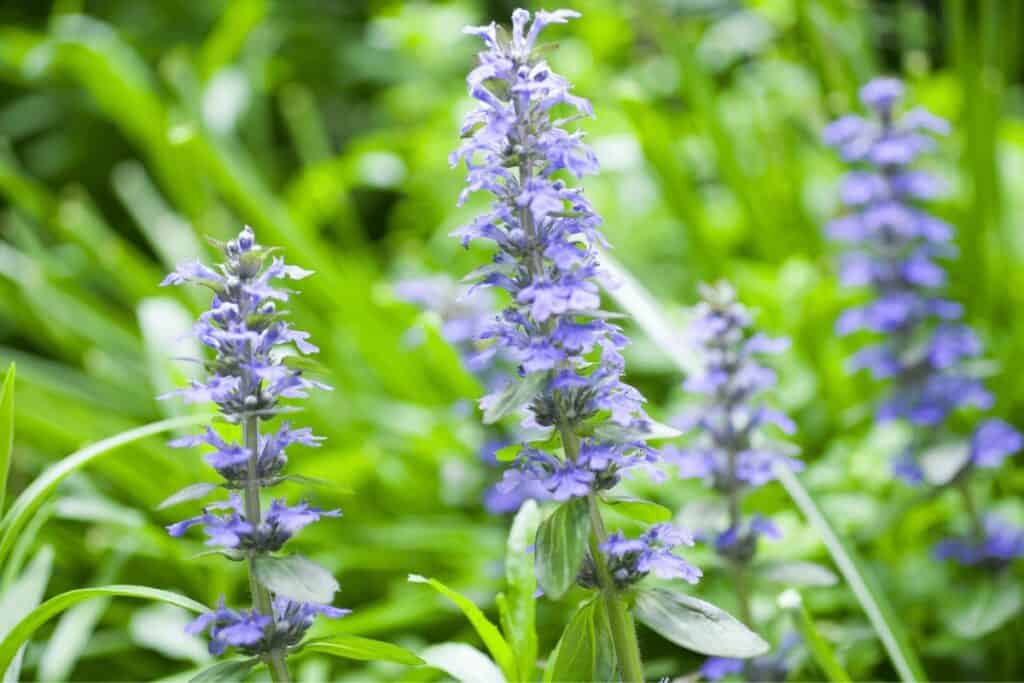 Ajuga Growing in the Garden