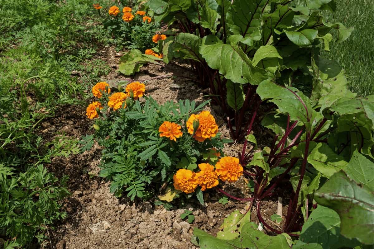 Marigolds