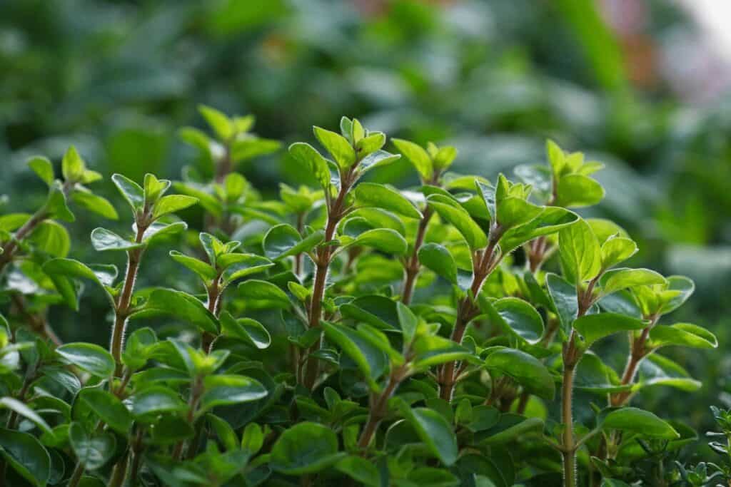 Marjoram