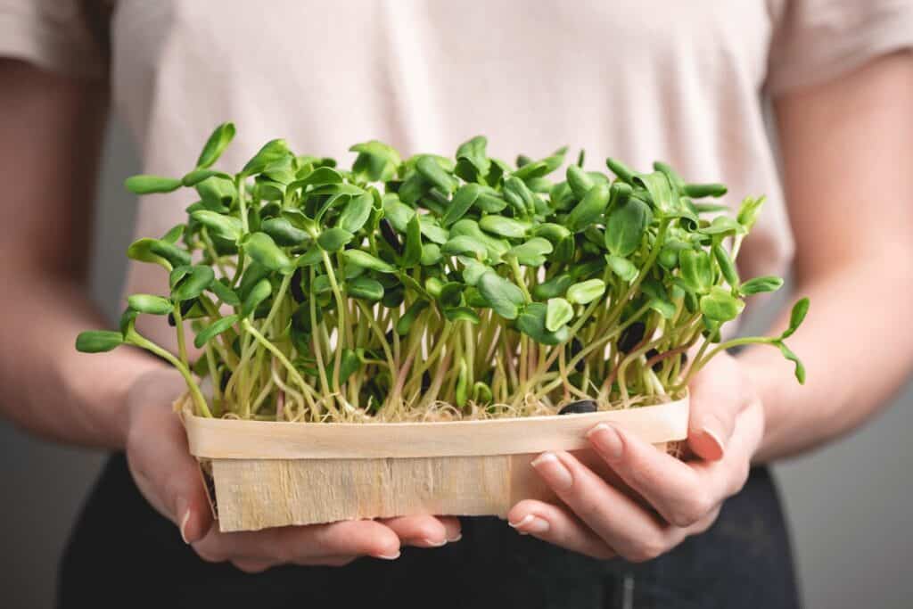 Microgreen Tray