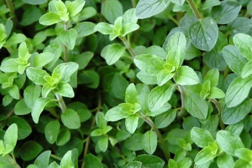 Oregano