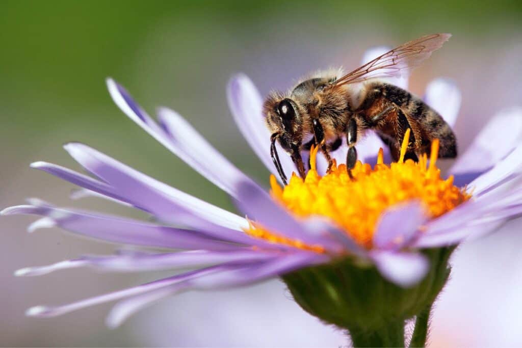 Bee in the Garden