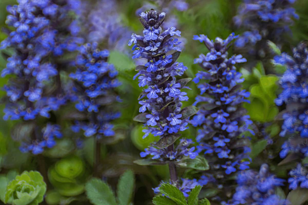 Ajuga Plant