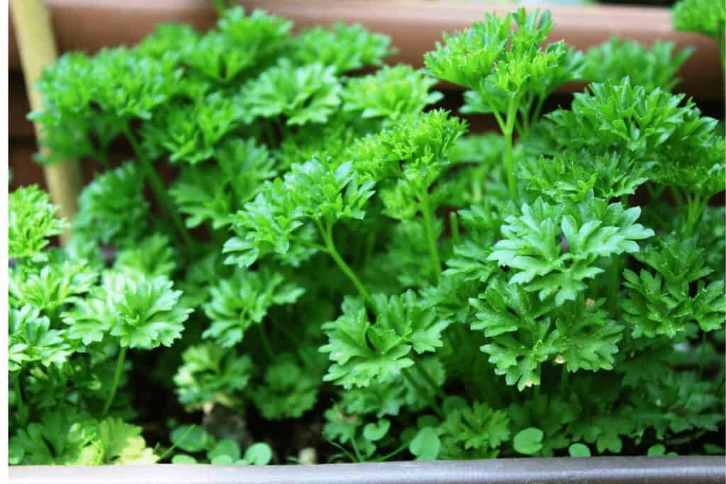 Green vibrant Parsley