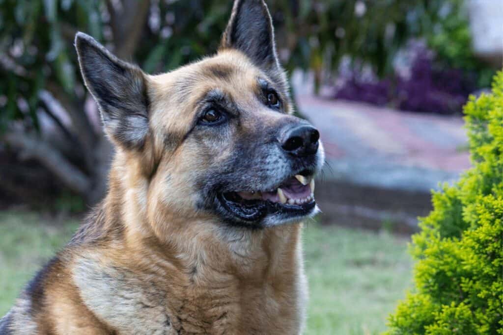 Dog in The Garden