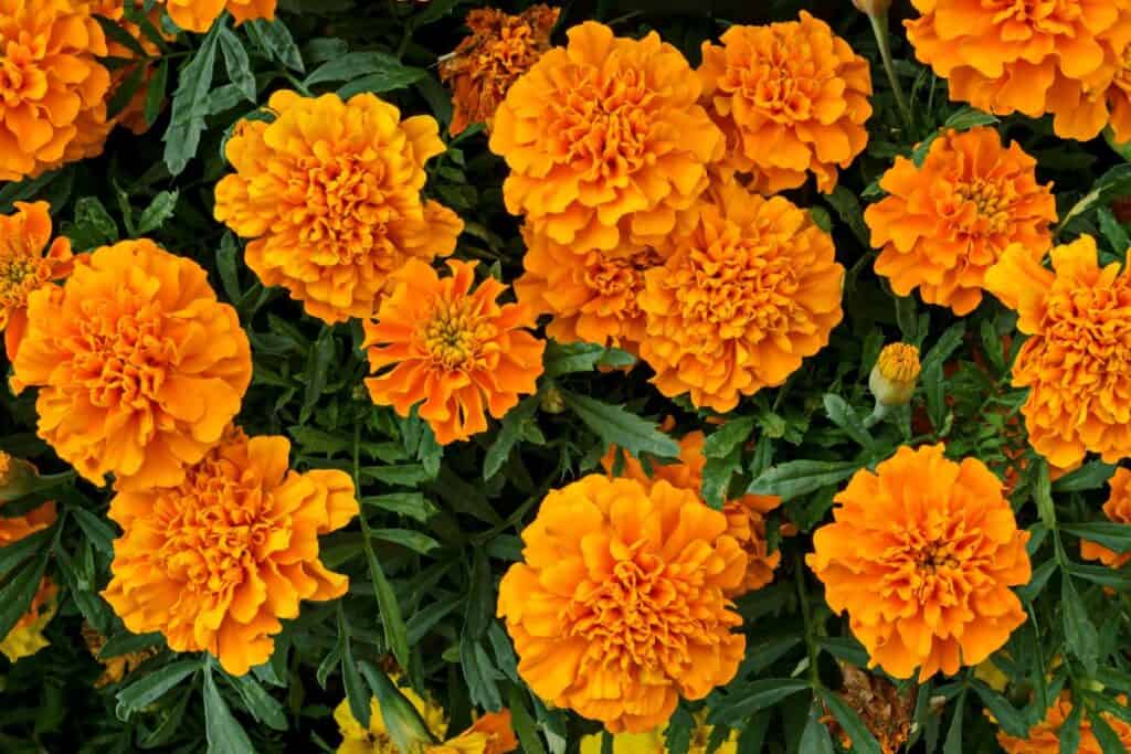 Marigolds