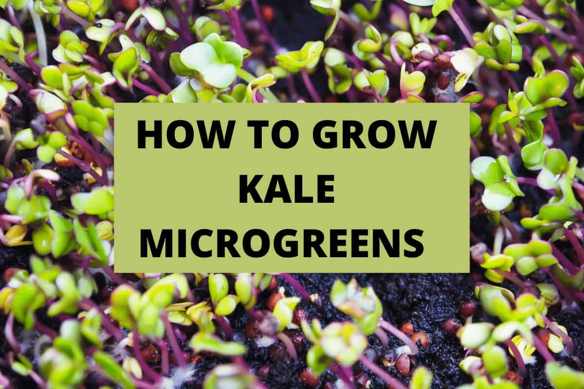 How to Grow Kale Microgreens | Tips & Tricks