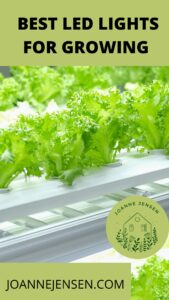 Biodegradable Packaging for Microgreens