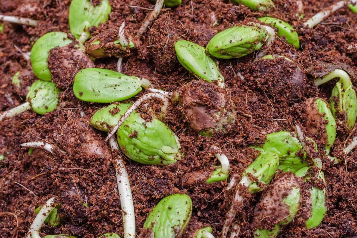 Best growing medium for microgreens