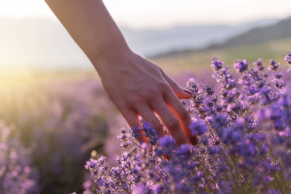 Can Lavender Survive Frost? Quick Answer