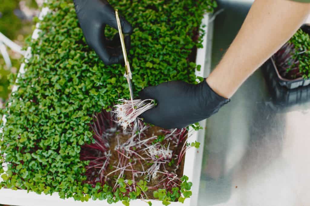 Cutting of Microgreens