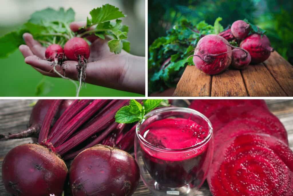 Beetroot Microgreens & Roots