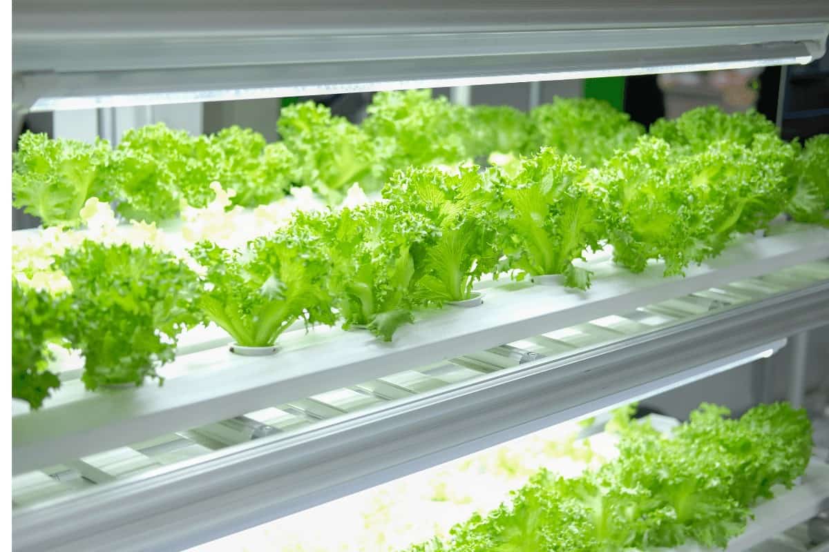 Best Led Lights for Microgreens 