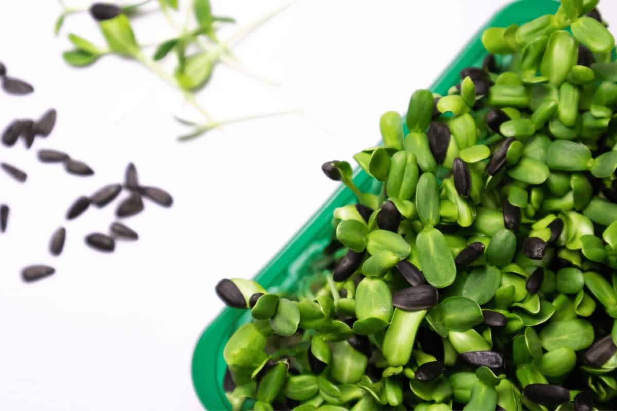 Do Sunflower Microgreens Regrow? 