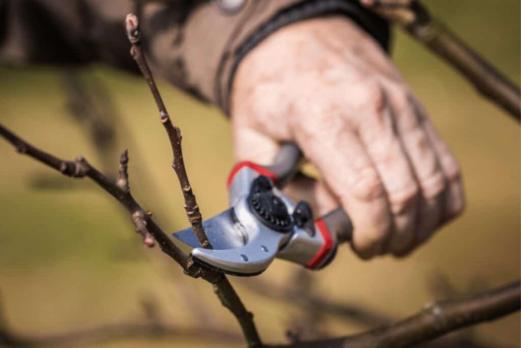 Spring Pruning