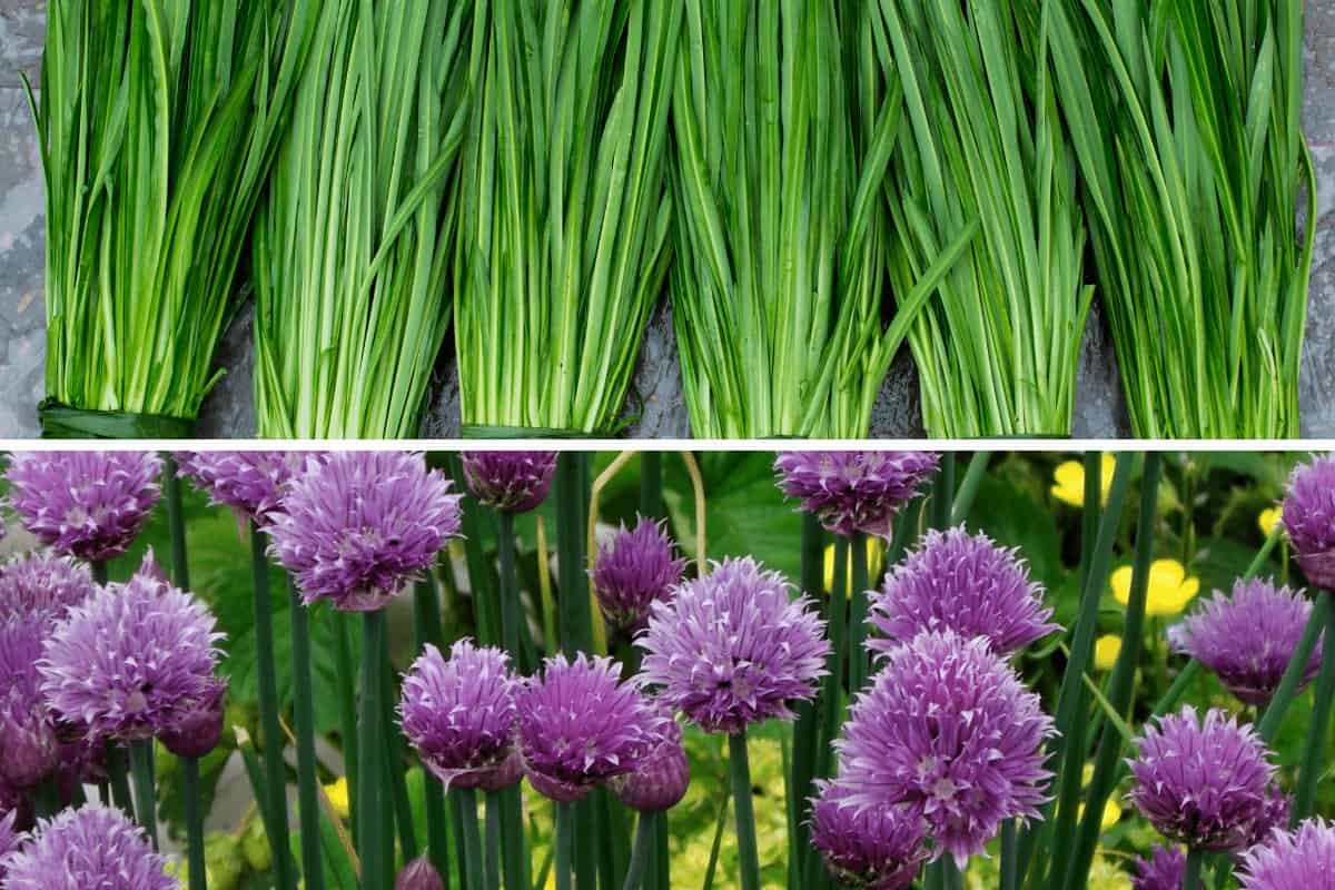 7 Tips on How Do You Harvest Chives so It Keeps Growing?  