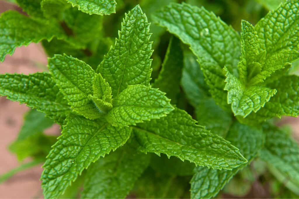 Mint Leaves