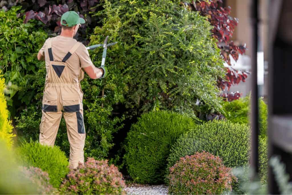 Hedge and Bush Pruning with Clippers