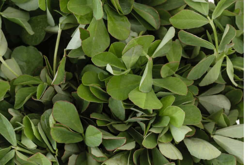 Fenugreek