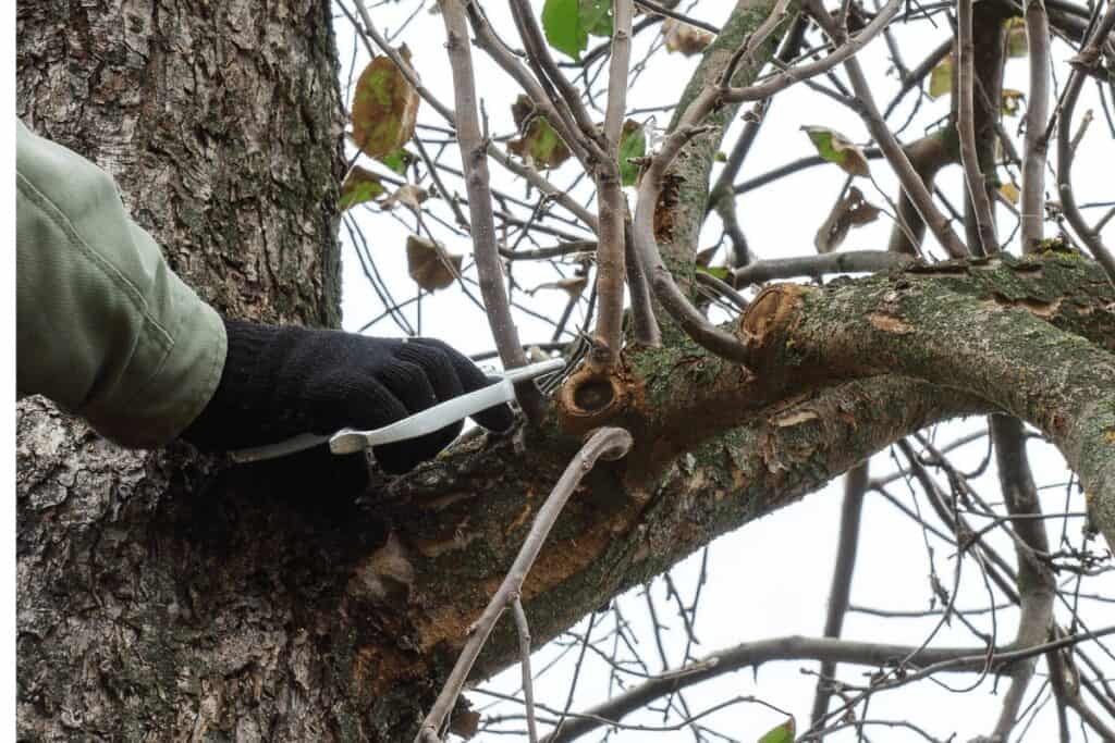 Winter Pruning of A Tree