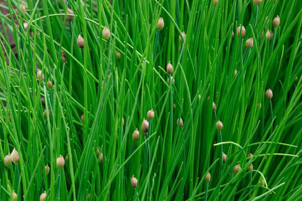 Chives