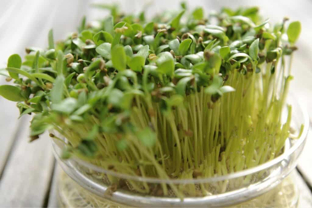 Fenugreek Microgreens