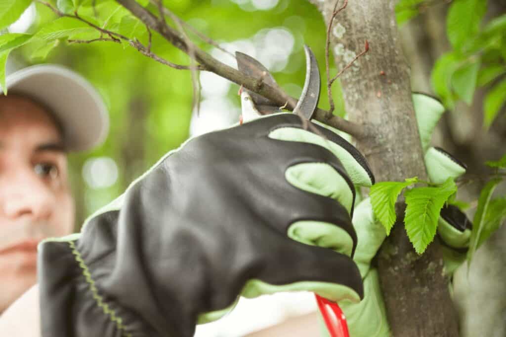 When Is the Best Time to Prune Trees & Bushes?