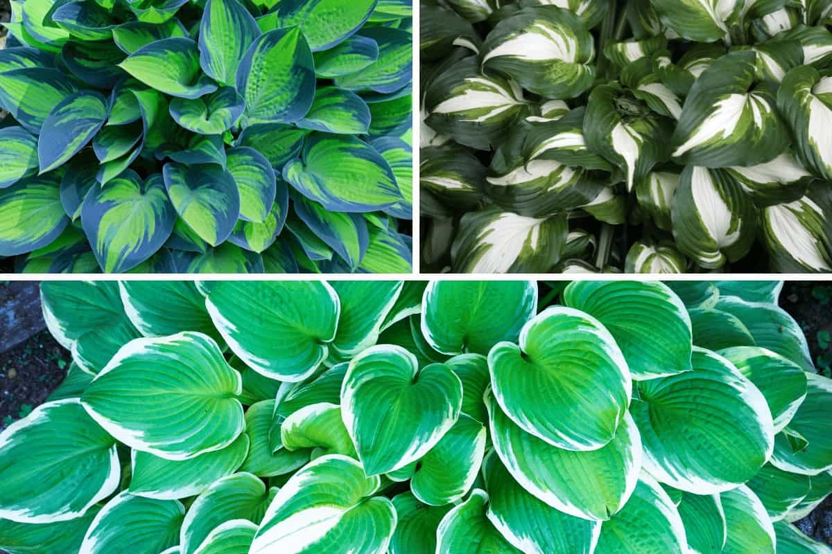 When Should You Transplant a Hosta?