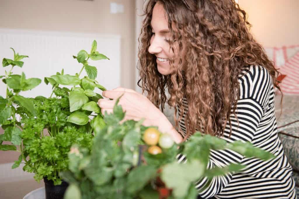 Growing Parsley Indoors