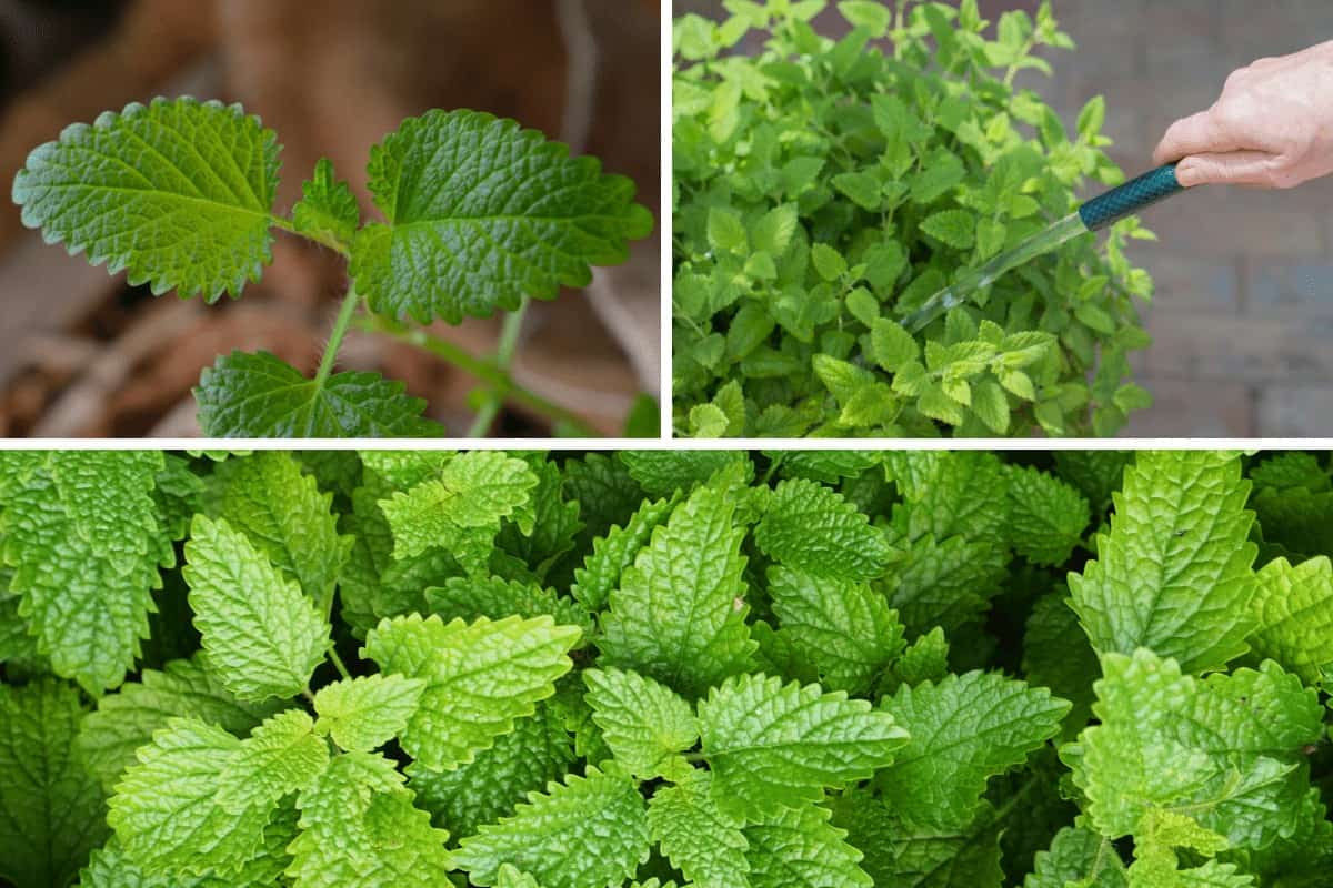 How to Plant Lemon Balm Seeds in a Pot