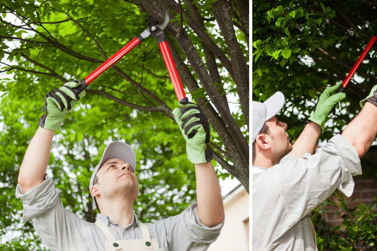 When Is the Best Time to Prune Trees & Bushes?