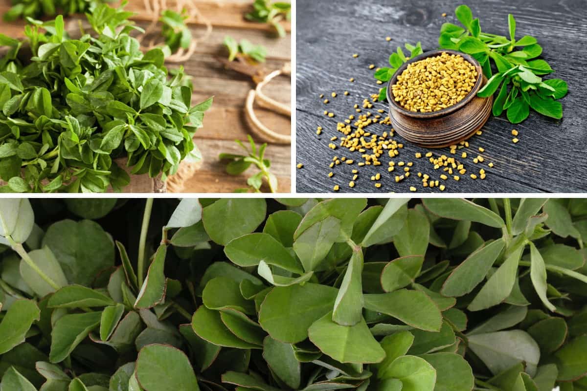 Fenugreek