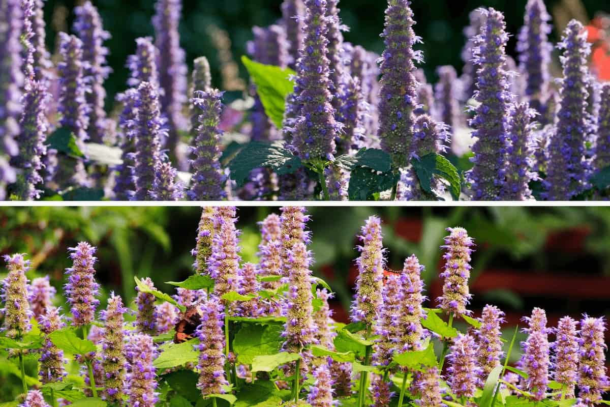 How to Grow Anise Hyssop from Seed