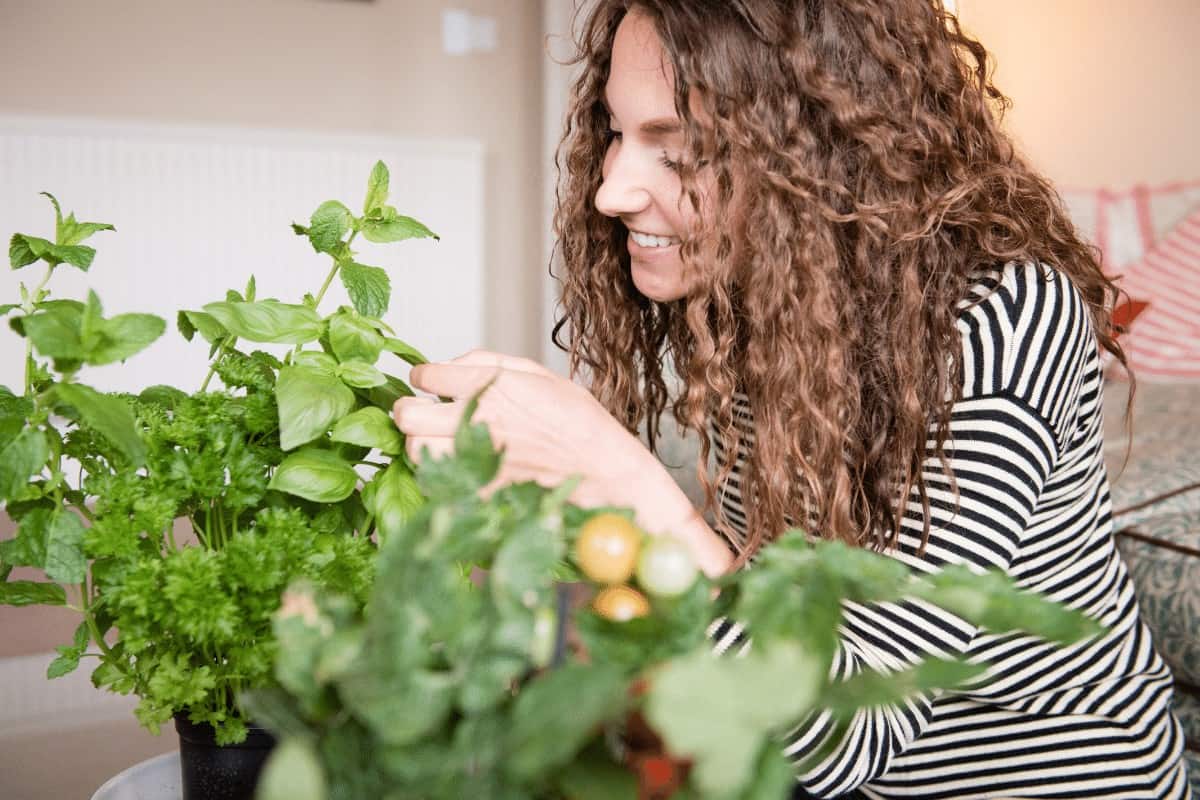 How to grow Parsley indoors from seed?