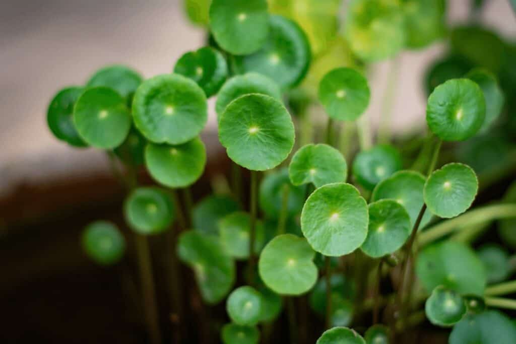 Gotu Kola