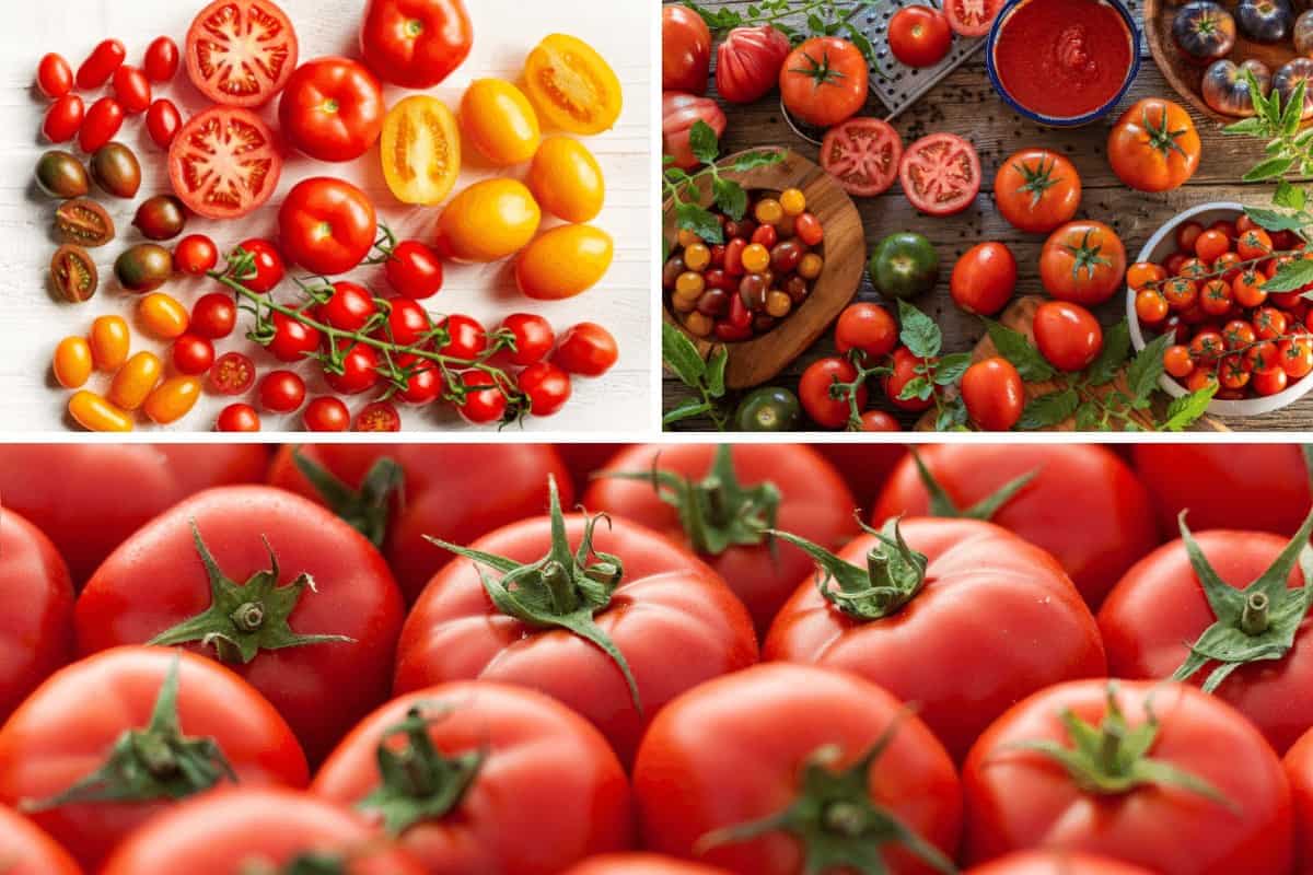 Assortment of Tomatoes