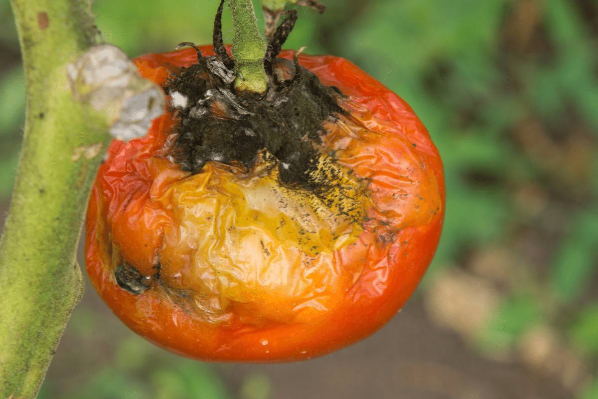 Different Types of Tomato Plant Diseases