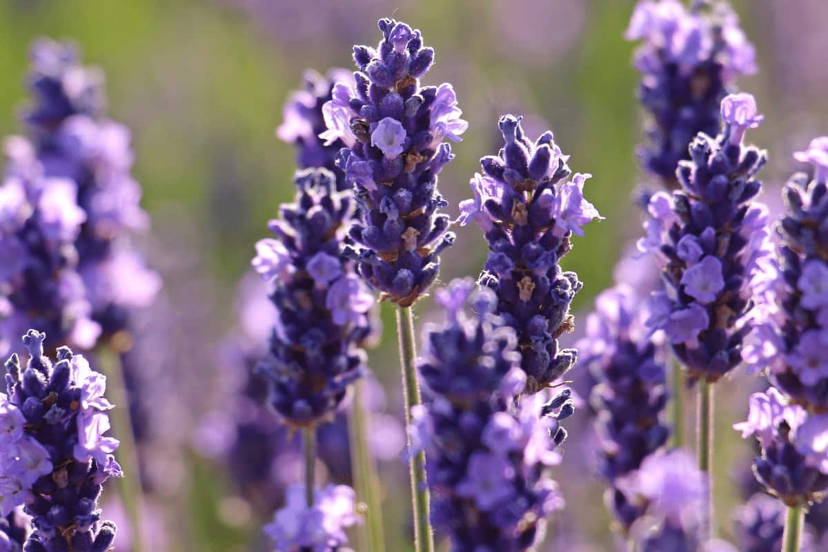 What’s the Best Fertilizer for Lavender?