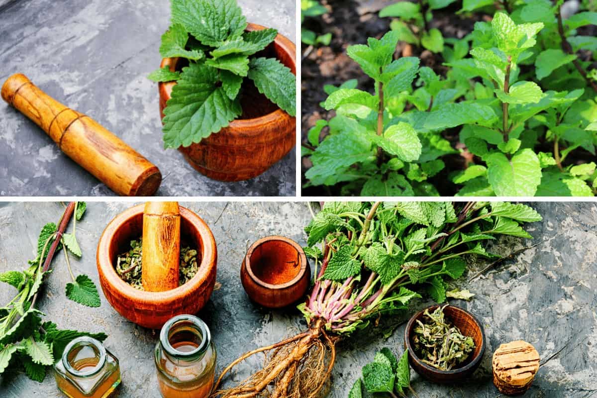 Selection of Lemon Balm