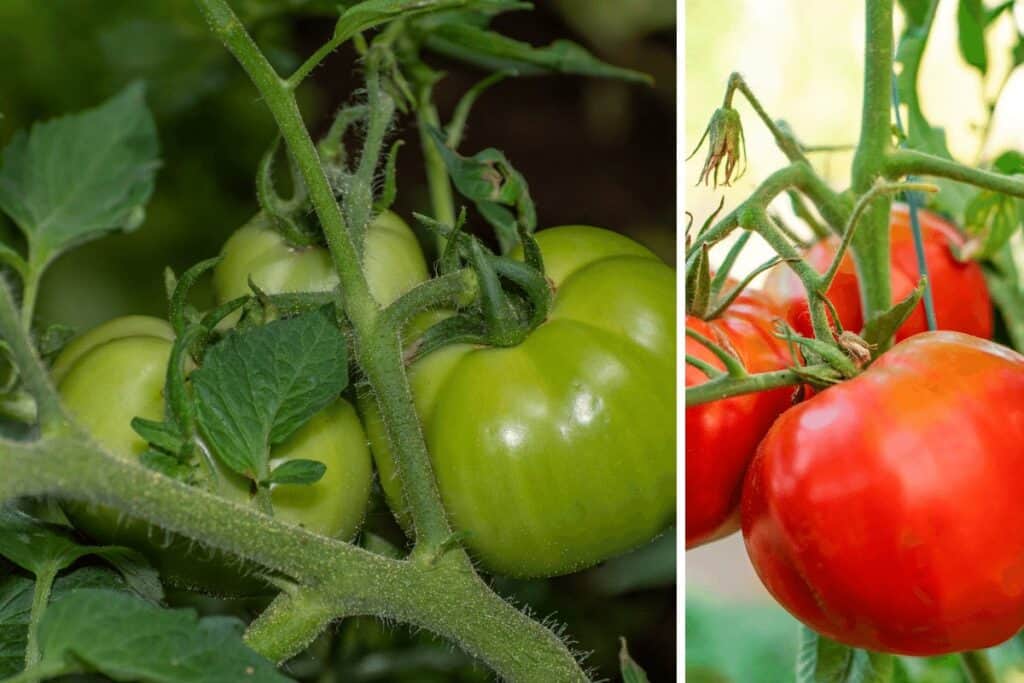 Ripe Tomatoes on The Vine